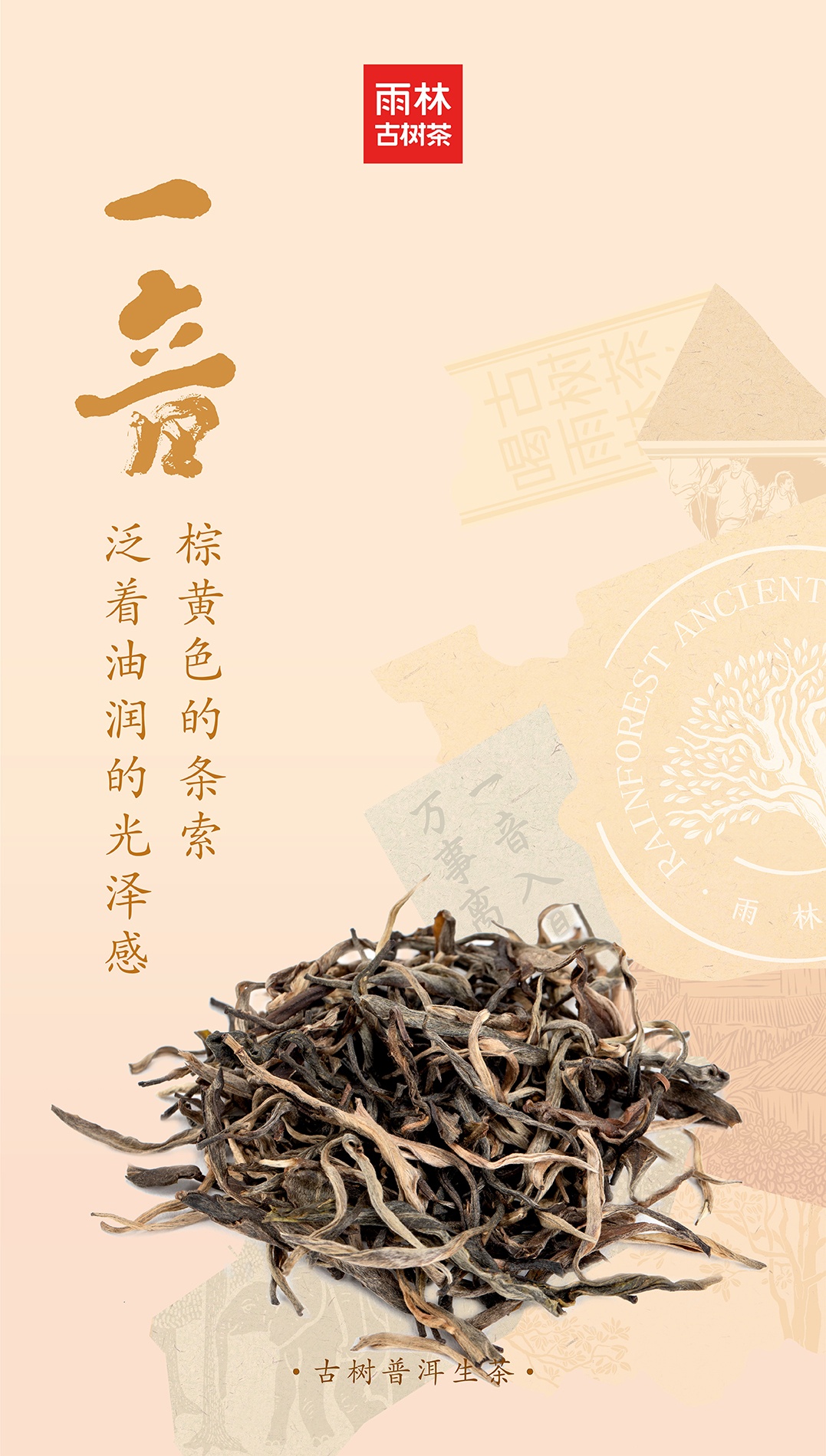 一音生茶4.jpg